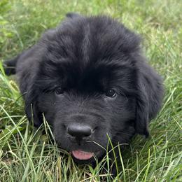 Eve - Black female Newfoundland puppy in North Manchester, Indiana from Gable's Homegrown Pawprints