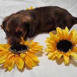 Girl purple collar - Dapple female Dachshund puppy in Cameron, Texas from Kelli's Dachshunds