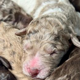 Sweet Cheeks - Merle male Goldendoodle puppy in Mc Kinney, Texas from Flair Doodles