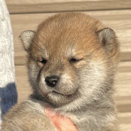 Boy 1 - Red male Shiba Inu puppy in Nampa, Idaho from Hillsdale Shiba Inu