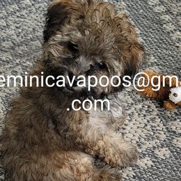 Cavapoos, Maltipoos, and Poodles from Gemini's Cavapoos