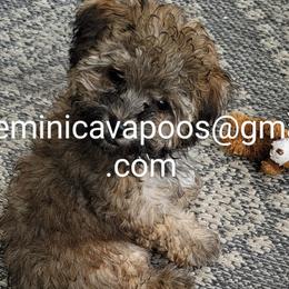 Cavapoos, Maltipoos, and Poodles from Gemini's Cavapoos