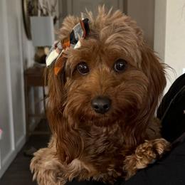 Winnie - Cavapoo