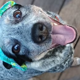 Millie Mae - Australian Cattle Dog