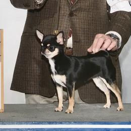 Angie - Chihuahua
