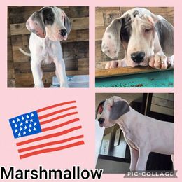 Marshmallow - Blue and white Great Dane puppy in Gonzales, Louisiana from Anstatt House Of Danes