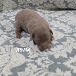 Jb4 - Red merle male Miniature Australian Shepherd puppy in Bend, Oregon from Badlands Toy and Mini Aussies