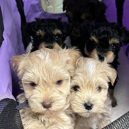Miniature Schnauzers from Behind the Beard Schnauzers