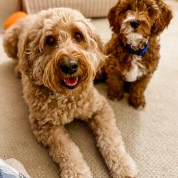 Goldendoodle Puppies from KZ Doodles