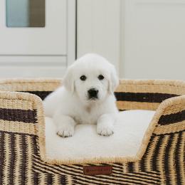 Huevy - Light golden male Golden Retriever puppy in Manti, Utah from Arrowhead Kennels