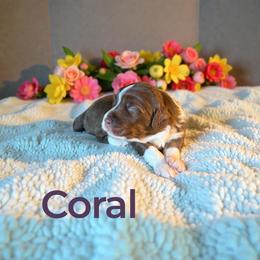 Coral - Red tri-color female Aussiedoodle puppy in Ellenburg Center, New York from Kristin's Puppies