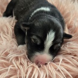 Siberian Husky Puppies from Black Diamond Siberian Huskies