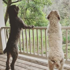 Golden Retrievers, Labrador Retrievers, and Spinoni Italiani from Belle Shain Kennels