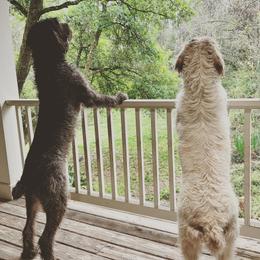 Golden Retrievers, Labrador Retrievers, and Spinoni Italiani from Belle Shain Kennels