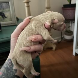 Girl 2 - Wheaten Miniature Schnauzer puppy in Lowell, North Carolina from Prestigious Schnuazers