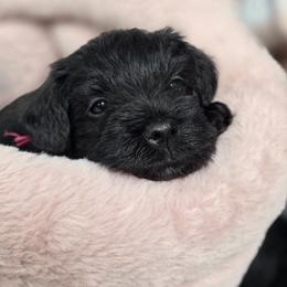 Miniature Schnauzer Puppies from Kateryna's Miniature Schnauzers
