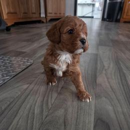 Juliet - Red female Cavapoo puppy in Hudson, Michigan from Peaceful Pines LLC