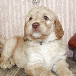 Bernedoodle, Goldendoodle, and Labradoodle Puppies from Doodle Nation