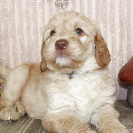 Bernedoodle, Goldendoodle, and Labradoodle Puppies from Doodle Nation