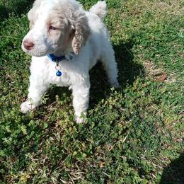 Dalmatian and Poodle Puppies from Leah Reeves