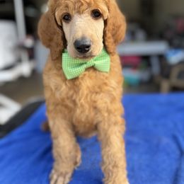 Green collar boy - male Poodle puppy in Riverside, California from Riverside red poodles