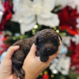 J'Adore - Brown female Bernedoodle puppy in Ohio from Moore Doodles