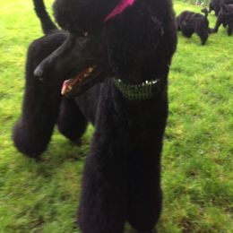 Poodles from Ann Fischer's Poodles