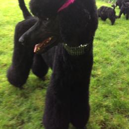 Poodles from Ann Fischer's Poodles