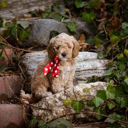 Goldendoodle Puppies from Dean Doodles