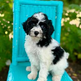 White - Black tri-color female Aussiedoodle puppy in Lancaster, Minnesota from Finney Ranch