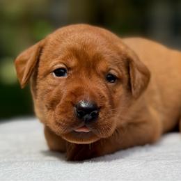 Pink Collar - Yellow female Labrador Retriever puppy in Huntington, Texas from Soggy Bottom Retrievers