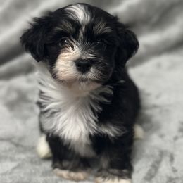 Will - Black and white male Havanese puppy in Lawrenceville, Georgia from Alchemy Havanese