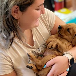 Boy 1 - Dark golden Golden Retriever puppy in Peekskill, New York from Storm King Golden Retrievers