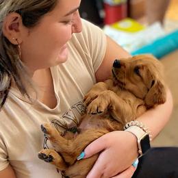 Boy 1 - Dark golden Golden Retriever puppy in Peekskill, New York from Storm King Golden Retrievers