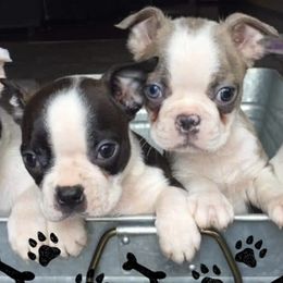 Boston Terriers from Fort Snorts Boston terriers