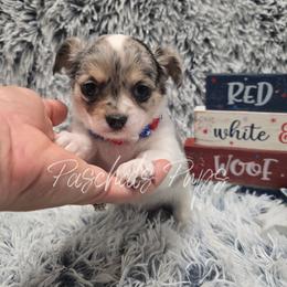 Buttercup - Merle female Chihuahua puppy in Bowdon, Georgia from Paschal's Pups