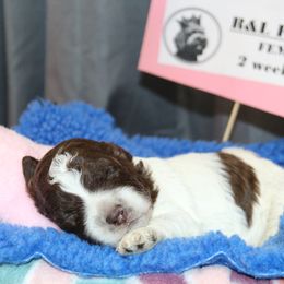 Lagotto Romagnolo Puppies from Royal and Loyal Lagotto Romagnolo