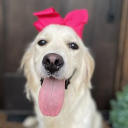 Piper - Golden Retriever