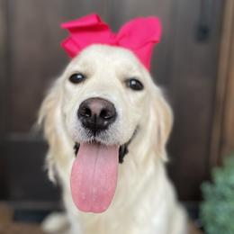 Piper - Golden Retriever