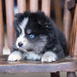Captain - Black and white male Pomsky puppy in Moultonborough, New Hampshire from Foxfire Arctic Spitz