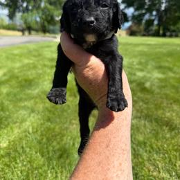 Cream - Black male Springerdoodle puppy in Clifton, Idaho from Little Mountain Springers, Springerdoodles & Poodles