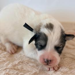 Tradition - Black Collar - White and badger male Great Pyrenees puppy in San Marcos, California from Faith Family Freedom Farm