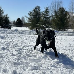 Bernedoodle, Labradoodle, and Labrador Retriever Puppies from MarmeDuke Doodles