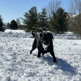Bernedoodle, Labradoodle, and Labrador Retriever Puppies from MarmeDuke Doodles