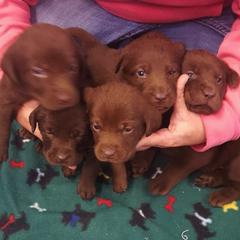 Chesapeake Bay Retrievers from Rainwater Kennels