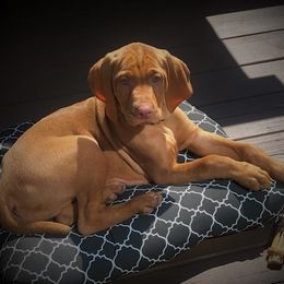 Vizsla Puppies from Mill Pond Farm Vizslas