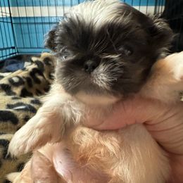 Ebony - Gray female Pekingese puppy in Cumming, Georgia from Imperial Pekingese