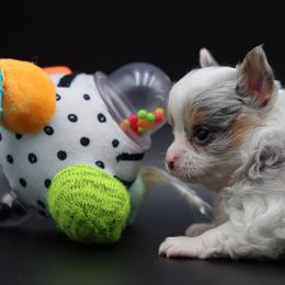 Amelia - Merle female Chihuahua puppy in Tulsa, Oklahoma from H-3 Chihuahuas
