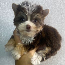 White choco - Chocolate, tan and white male Yorkshire Terrier puppy in Kissimmee, Florida from M&R Yorkies
