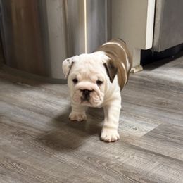 Brisket - Red and white female Bulldog puppy in Aiken, South Carolina from Hayzlett Family English Bulldogs